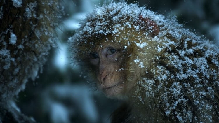 看猴子等六大動物門派維護家族王朝的生存故事《王朝 II》BBC 動物紀錄片 11 月重磅登台