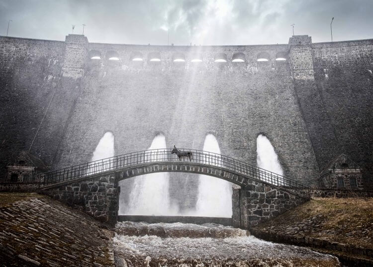 《如果驢知道》一部從驢子視角出發,關於「純真」的現代寓言電影,波蘭金獎名導致敬布烈松之作台灣上映