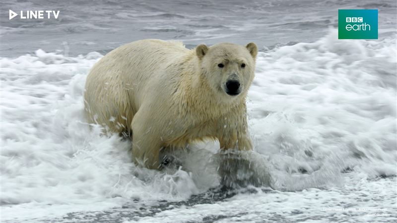 《冰凍星球》揭秘暖化真相！生態浩劫迫害北極熊　慘忍全島滅絕