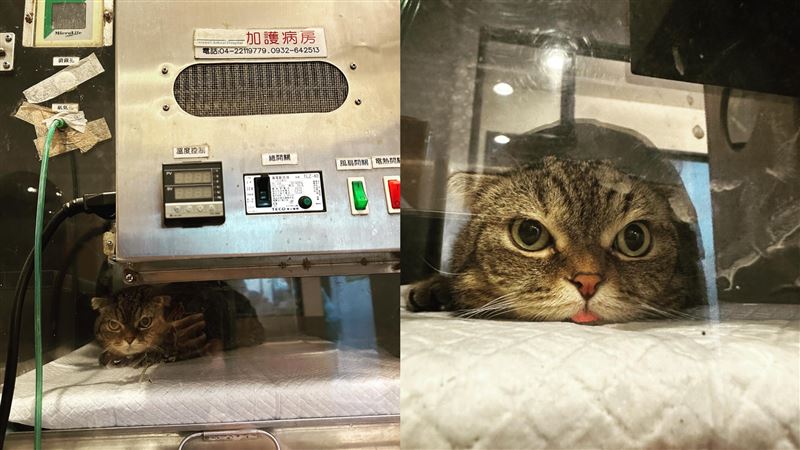 4歲貓突全身癱軟…才知長巨大腫瘤：沒看過的程度！邵雨薇淚流乾