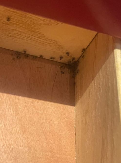 麻辣鍋抽屜「整窩蟑螂」狂竄！Toyz 3年前就狠批：少又貴又不好吃