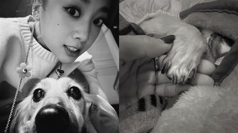 2週前換全黑頭貼...鬼鬼今證實「19歲愛犬Gaga過世」：重重的一擊