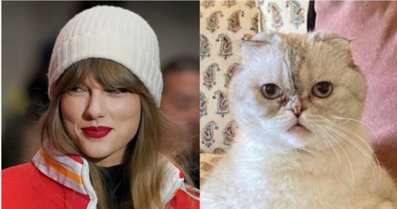 泰勒絲愛貓「身價高達30億」!竟比她球星男友高2倍
