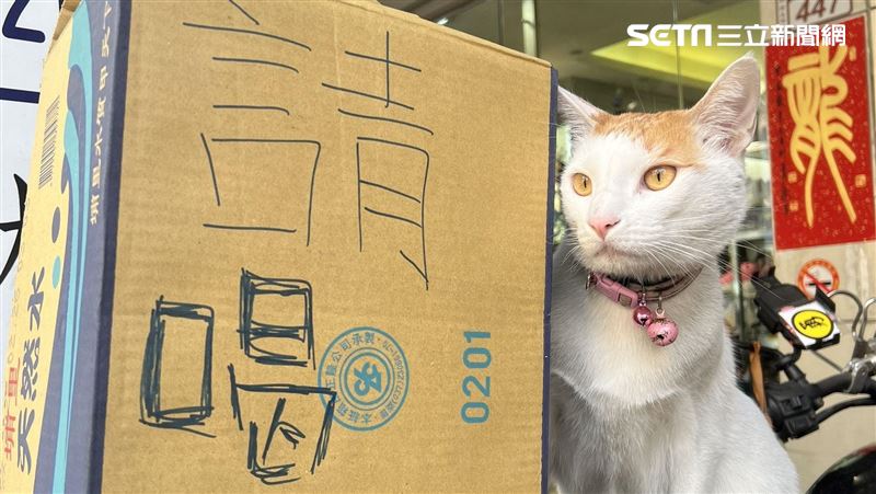 獨家／白沙屯媽祖進香最萌結緣水！喵星人顧店人氣超夯　見人就討摸撒嬌