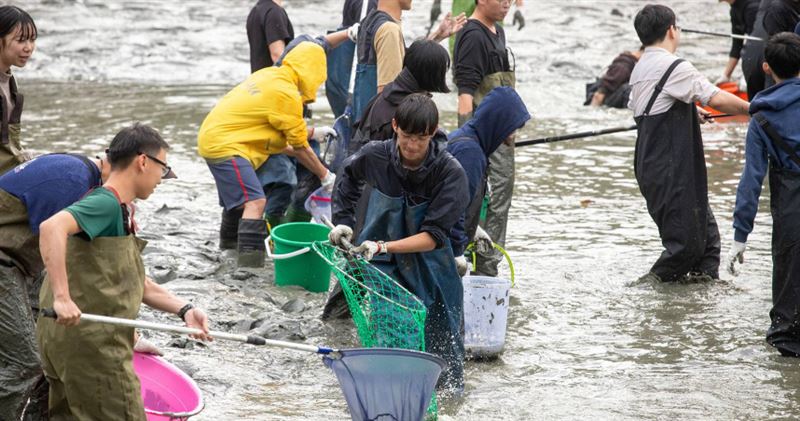 中興湖抽乾百人清池「撈出300隻生物」藏長絲巨鯰　外來種震驚日本人