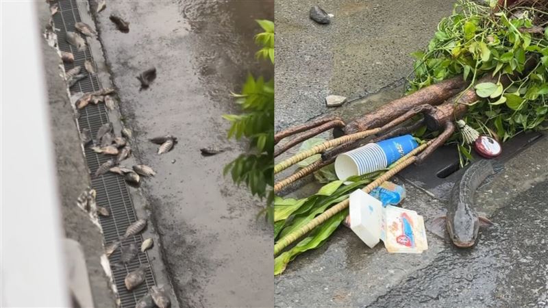 高雄大淹水退了!網紅曝街頭都是「活跳跳的魚」 網嚇:等放晴一定超臭