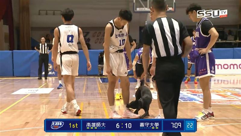 UBA比賽一半!黑狗「亂入」狂咬球員粉紅球鞋 工作人員緊急現場抓狗