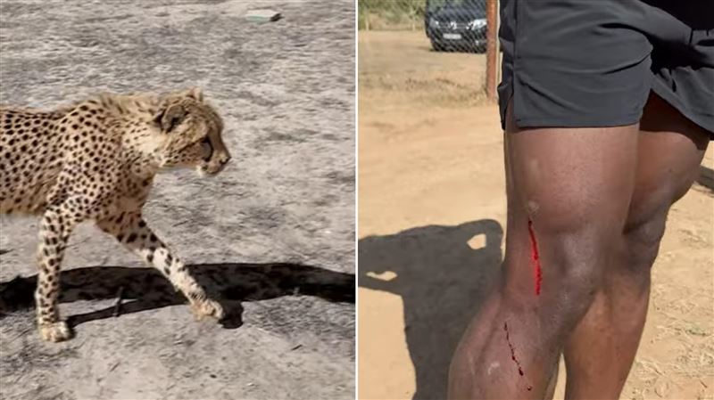 千萬網紅「和獵豹賽跑」出事！大腿濺血拚死猛衝