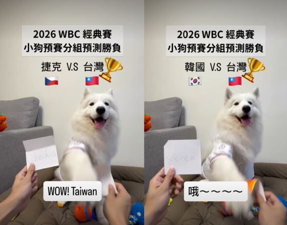4戰全中神預測！薩摩耶受封WBC國師狗　六月狂喜：包牠一年伙食費