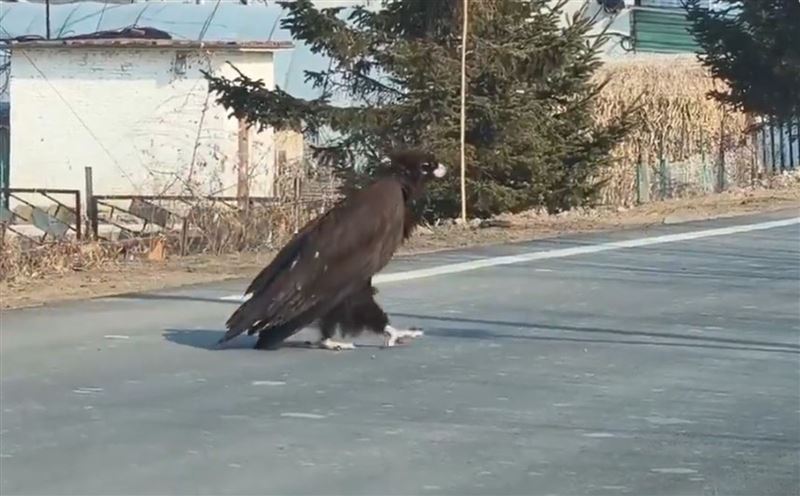 有片／吉林國道驚見巨鵰逛大街　網友笑：楊過神鵰跑出來