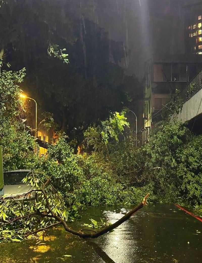環東大道倒樹封路!呂文婉颱風天卡匝道進退兩難 驚恐倒車死裡逃生